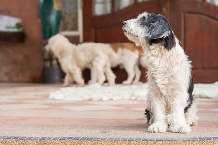 贵宾犬狗主人坐在等待图片