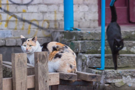 工业区附近流浪街头猫