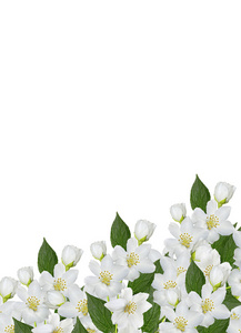 孤立的白色背景上的茉莉花的分支