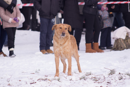 孤独的无家可归的狗呆在雪地上