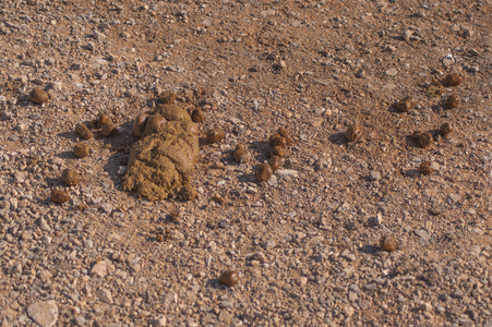 骆驼屎在地上摄影图