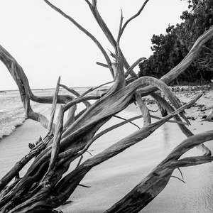 圣约翰海滩上的漂流木结