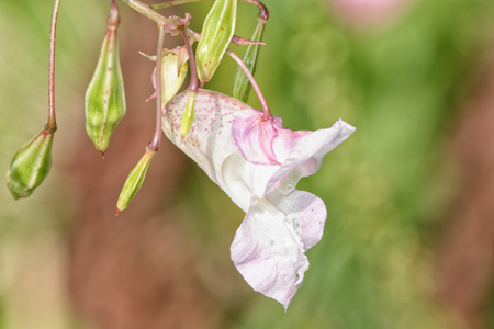 白花与背景模糊