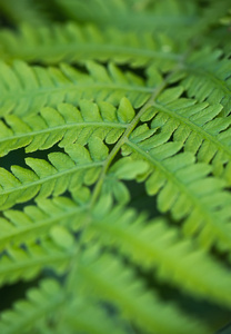 在夏季森林草