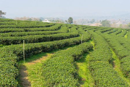 山上的绿色茶行