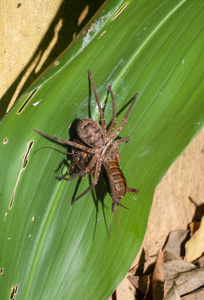 洪博培蜘蛛攻击和携带一只蝗虫