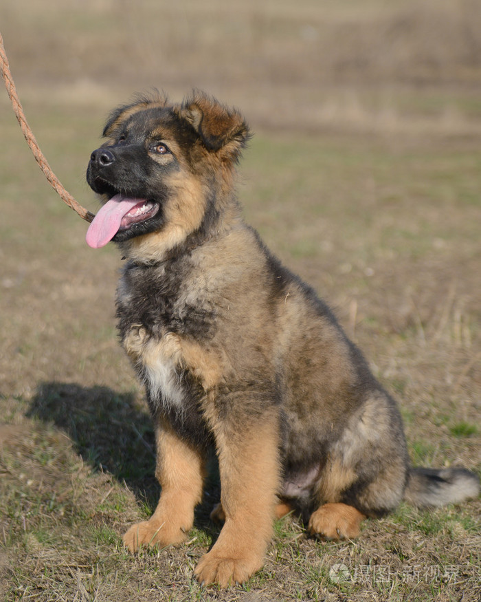 德国牧羊犬小狗
