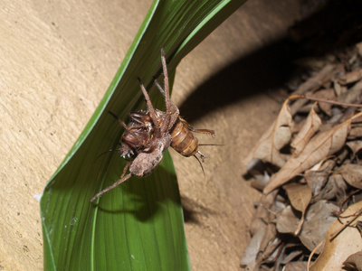 洪博培蜘蛛攻击和携带一只蝗虫