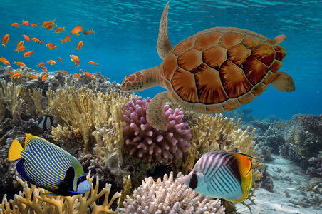 用很多的鱼和海龟多彩的珊瑚礁。红海，如
