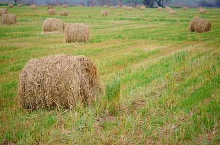 Hayballs 在绿色的田野