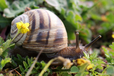 坐在草地上的蜗牛