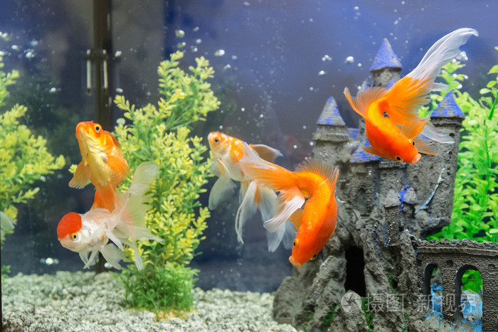 水族馆水中的金鱼