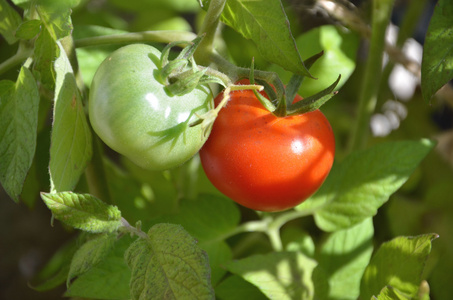 两个西红柿, 红色和绿色, 成熟和未成熟, 生长在植物上
