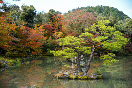 在日本的秋天美丽的日本花园