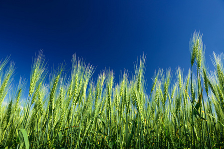 成熟的小麦和蓝蓝的天空