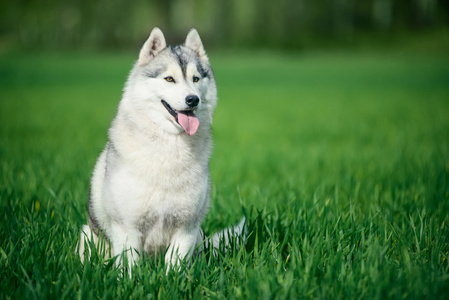 西伯利亚雪橇犬在绿色草地上