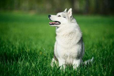 西伯利亚雪橇犬在绿色草地上