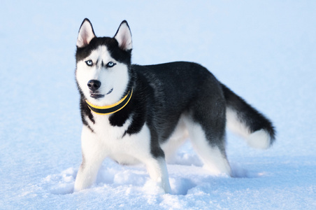 西伯利亚雪橇犬在洁白的雪地上图片