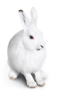 白色可爱兔