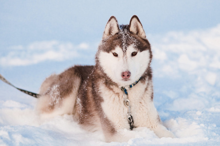 西伯利亚雪橇犬躺在雪上