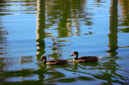 两个水鸭在热带湖，多米尼加共和国