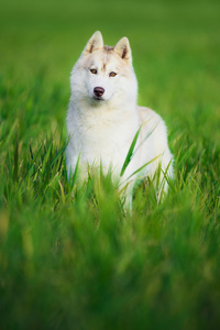 西伯利亚雪橇犬在绿色草地上