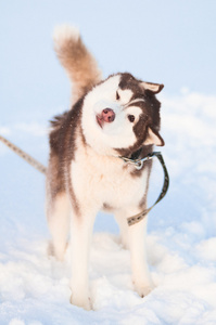 西伯利亚雪橇犬在洁白的雪地上