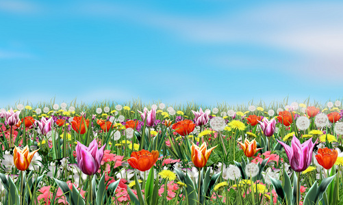 漂亮的花和蓝蓝的天空春天花卉背景，数码插画。壁纸