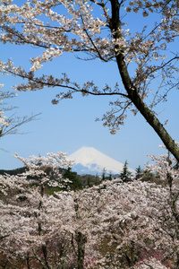 日本静冈县伊豆的富士山和樱花