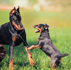 黑色杜宾犬捷