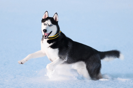 西伯利亚雪橇犬在雪上