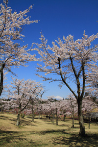 日本静冈县伊豆的富士山和樱花