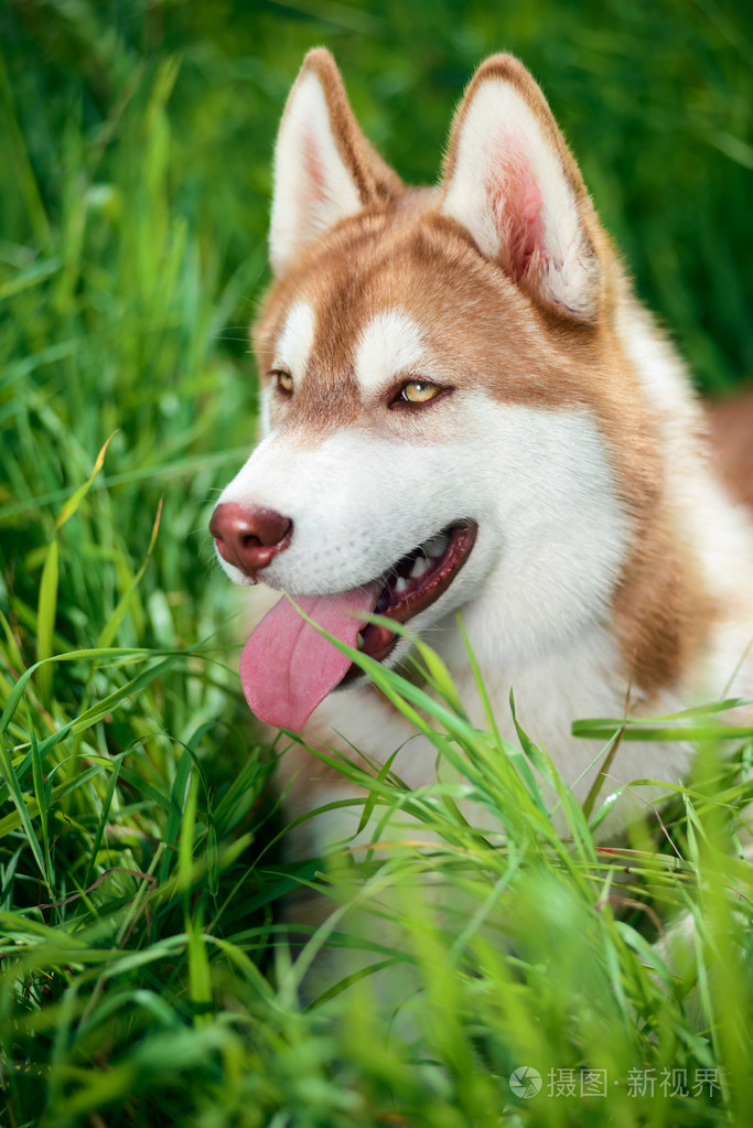 西伯利亚雪橇犬在绿色草地上