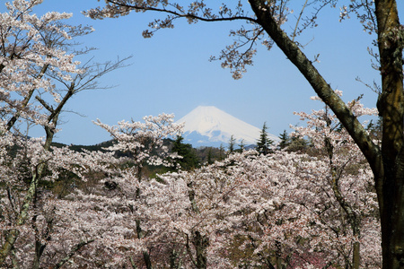 日本静冈县伊豆的富士山和樱花