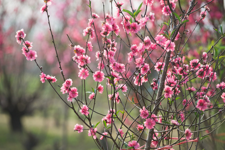 桃花在花园里