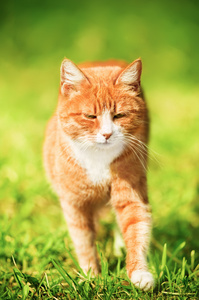 在绿色草地上的红色猫