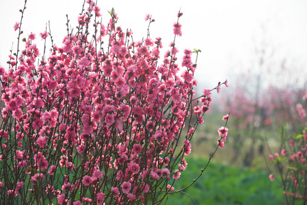 桃花在花园里