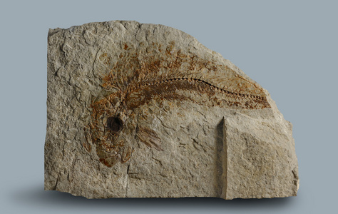 古代鱼印的古代鱼照片