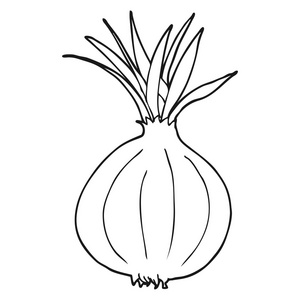洋葱图画学画图片