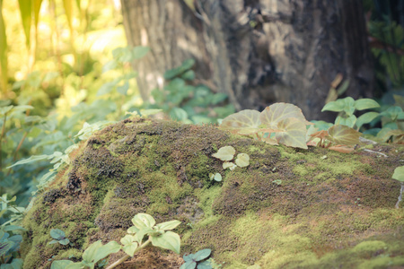 苔藓植物绿树图片