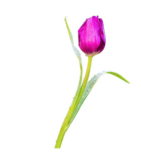 紫色郁金香花上白色孤立