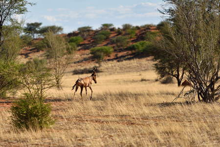 非洲野生动物纳米比亚