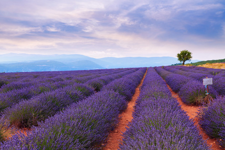 美丽的颜色紫色薰衣草田附近 Valensole