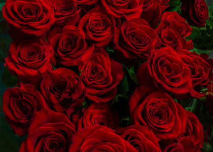 艳丽的红玫瑰，绿色背景上