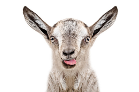 有趣的灰色 goatling 显示舌的肖像