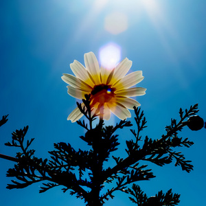 美丽的雏菊花的领域与太阳背光