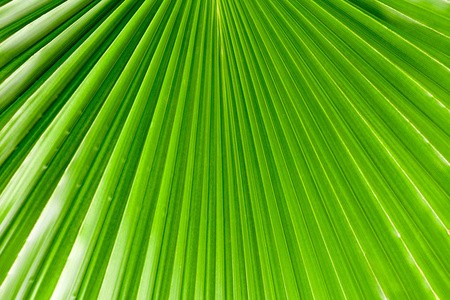 绿色的棕榈叶纹理
