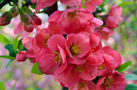 粉红色的花朵在花园里的日本海棠花