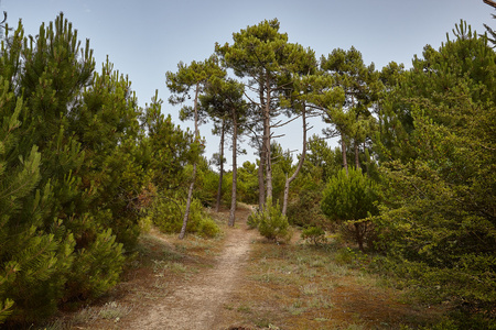 森林 海滩和海岸线 Noirmoutier 岛