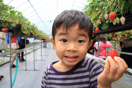 日本男孩吃草莓4岁